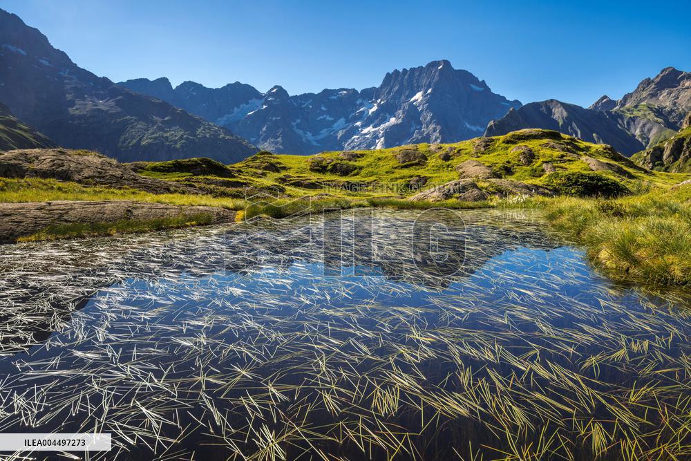 Illustration - The Alps in Summer