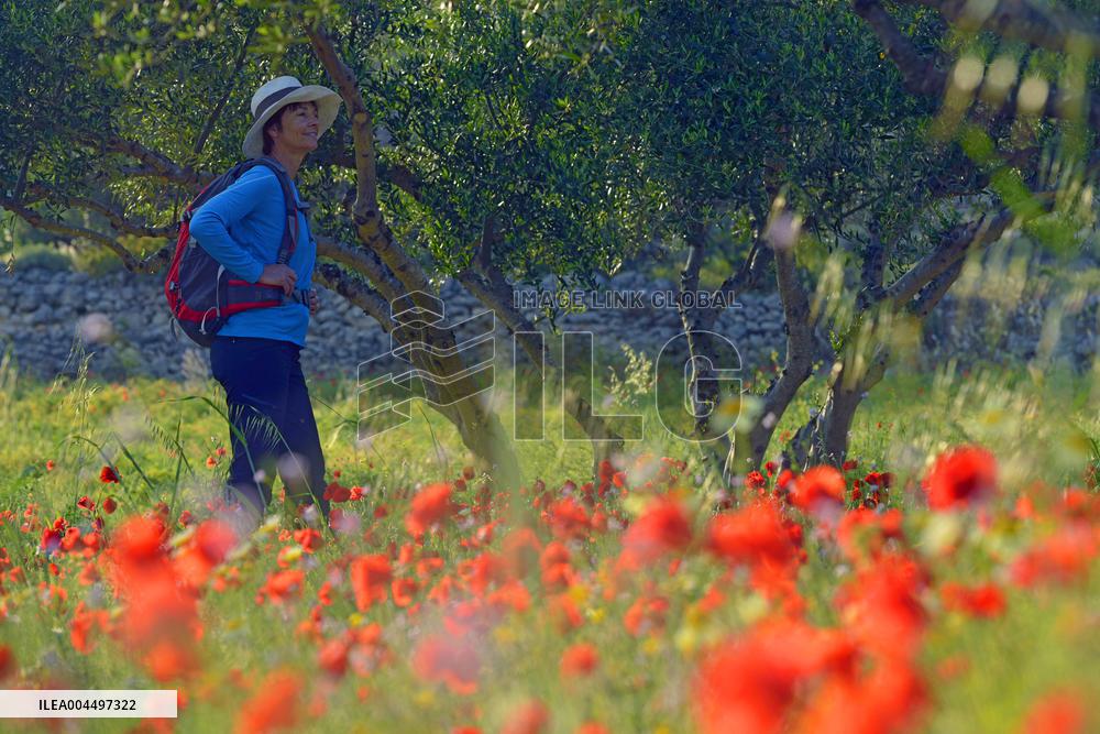 Illustration - Provence