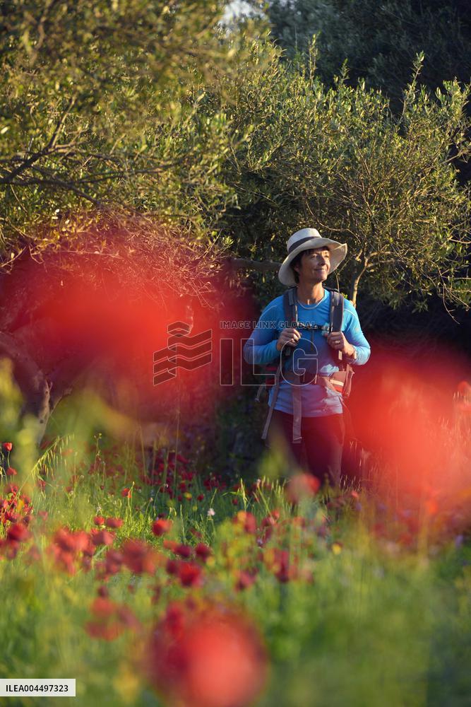Illustration - Provence
