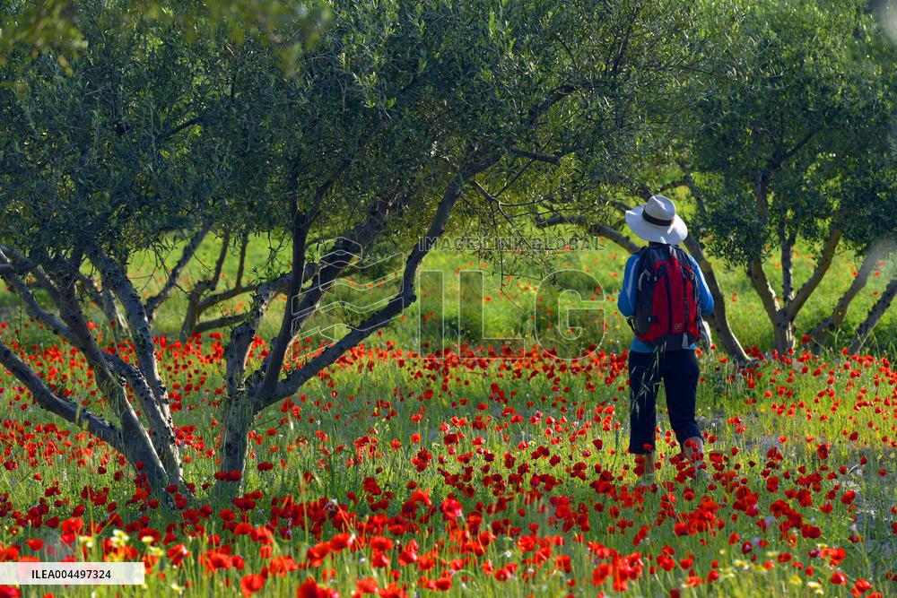 Illustration - Provence