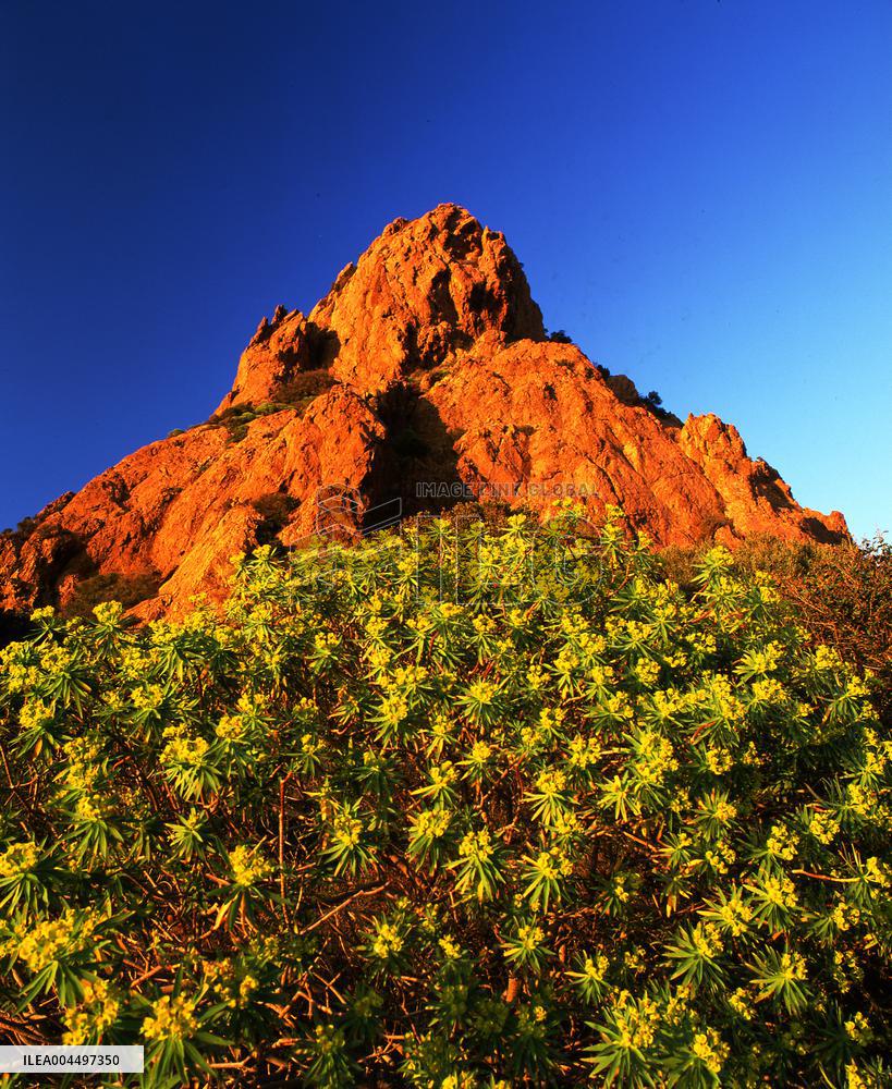 Illustration - Provence