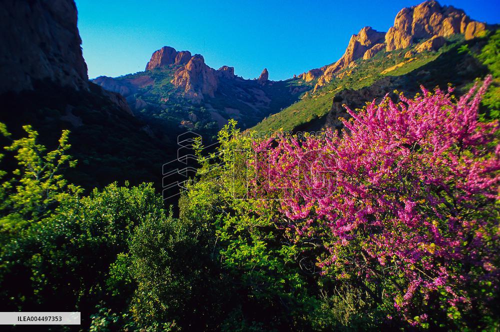 Illustration - Provence