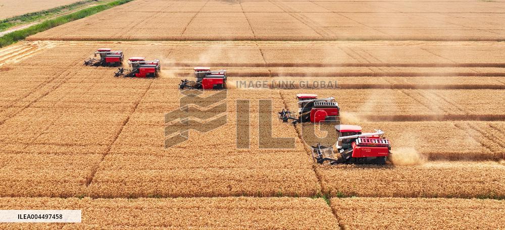 Wheat Harvest in Suqian