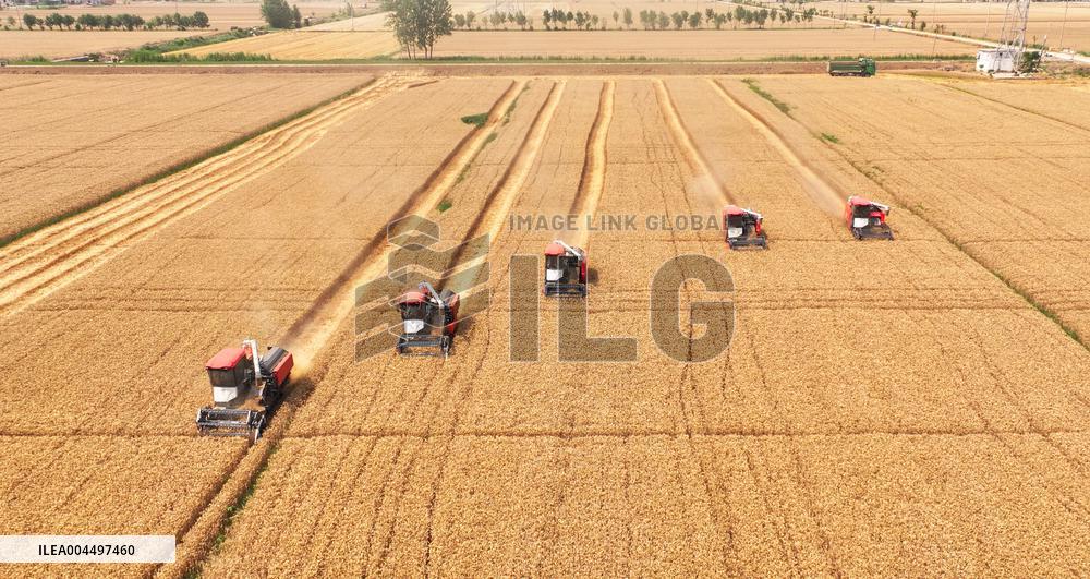 Wheat Harvest in Suqian