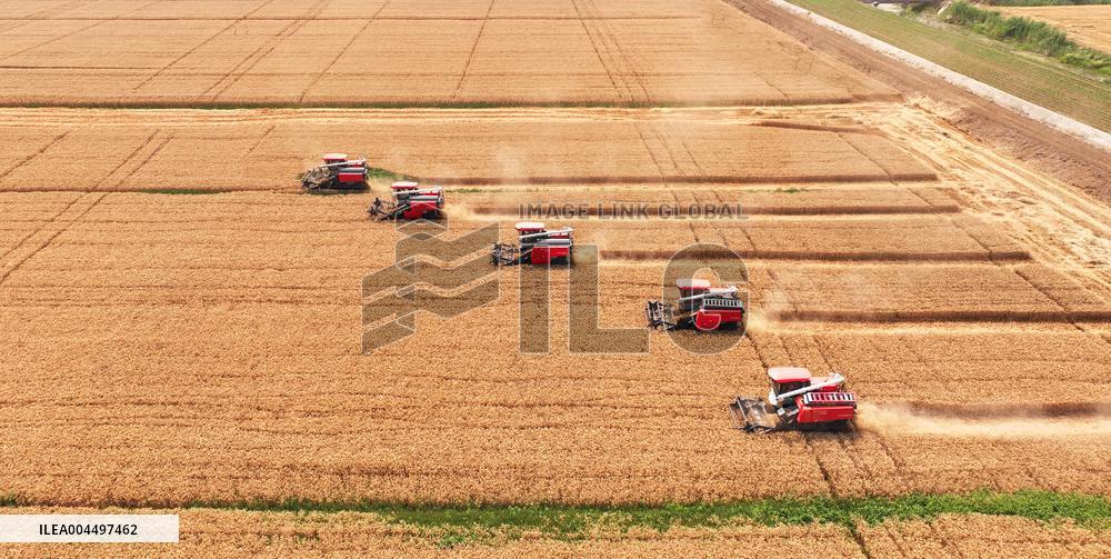 Wheat Harvest in Suqian