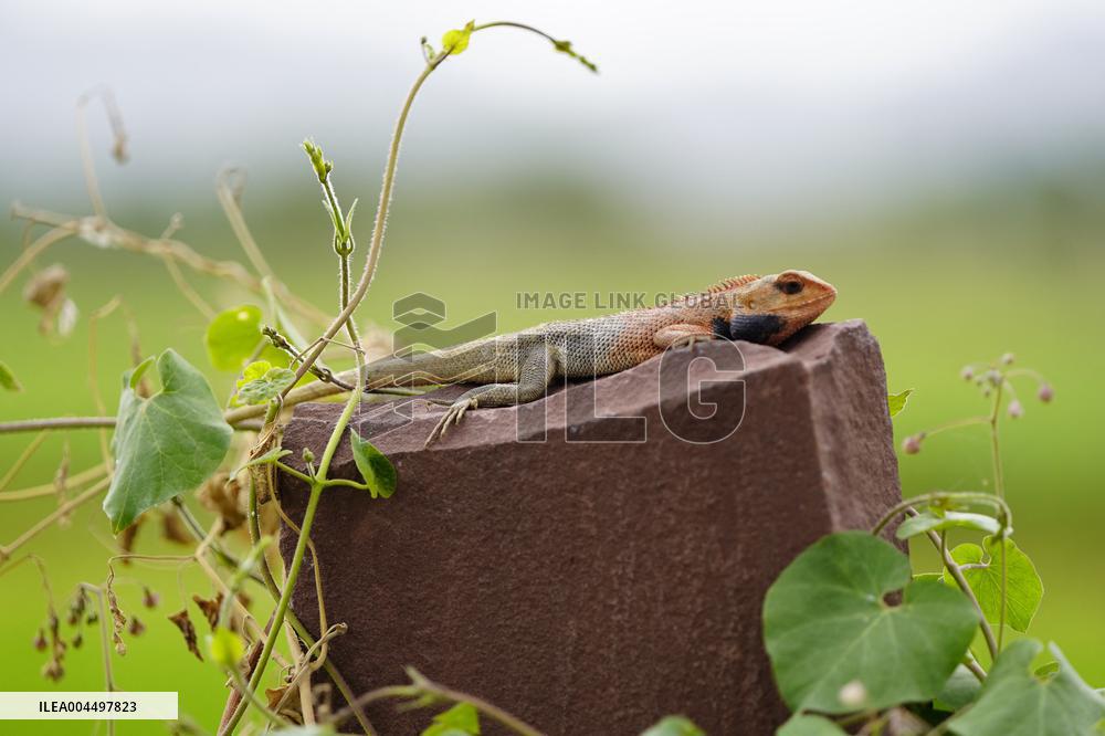 Oriental Garden Lizard on Ajmer Fence - India