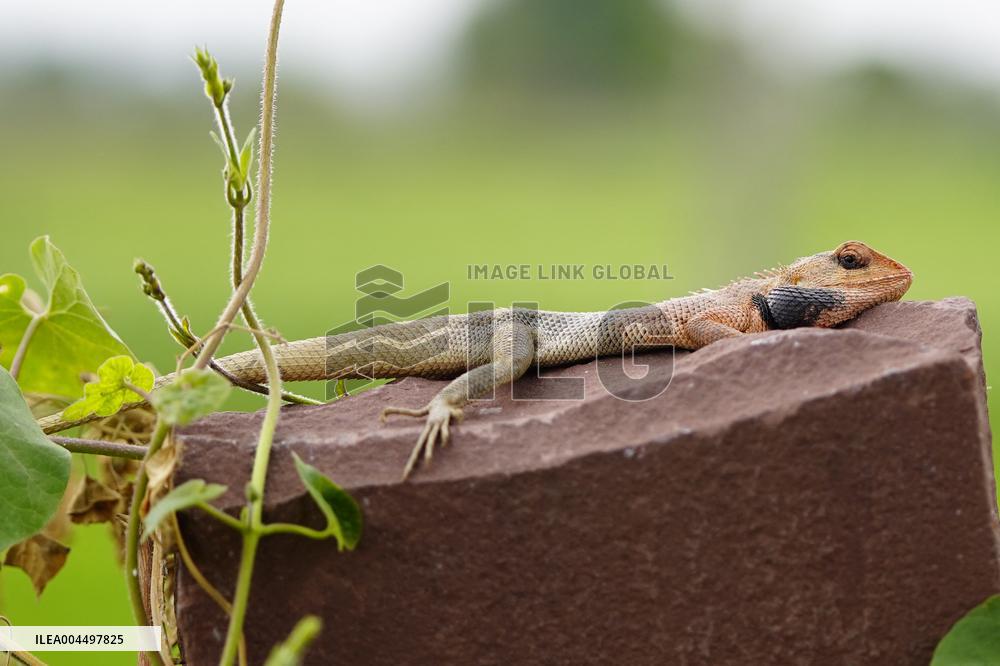 Oriental Garden Lizard on Ajmer Fence - India