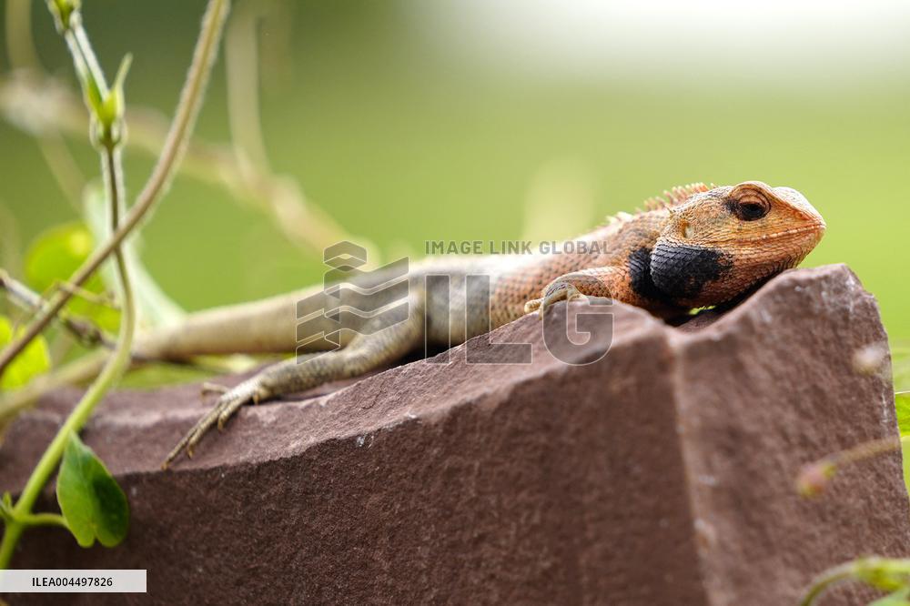 Oriental Garden Lizard on Ajmer Fence - India