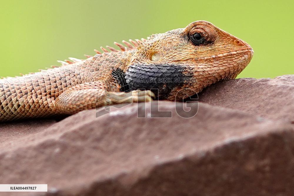 Oriental Garden Lizard on Ajmer Fence - India