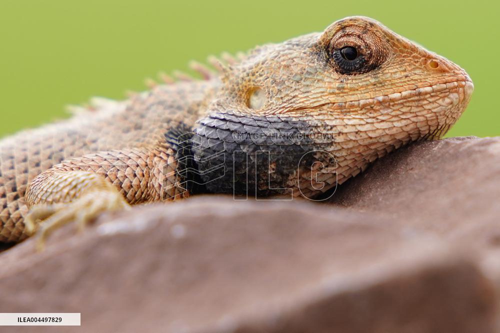 Oriental Garden Lizard on Ajmer Fence - India