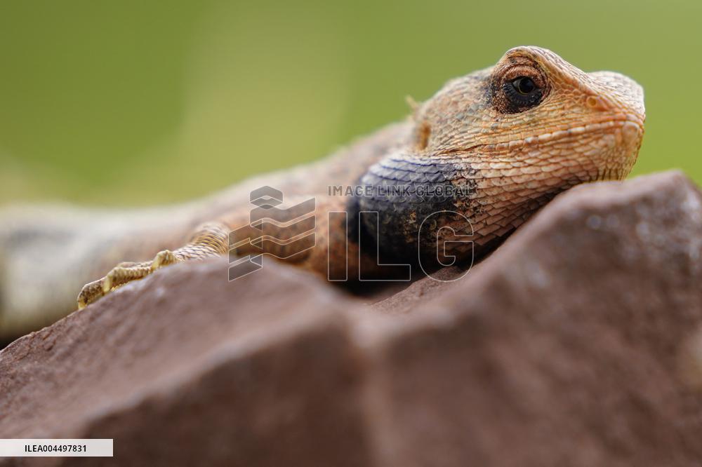 Oriental Garden Lizard on Ajmer Fence - India