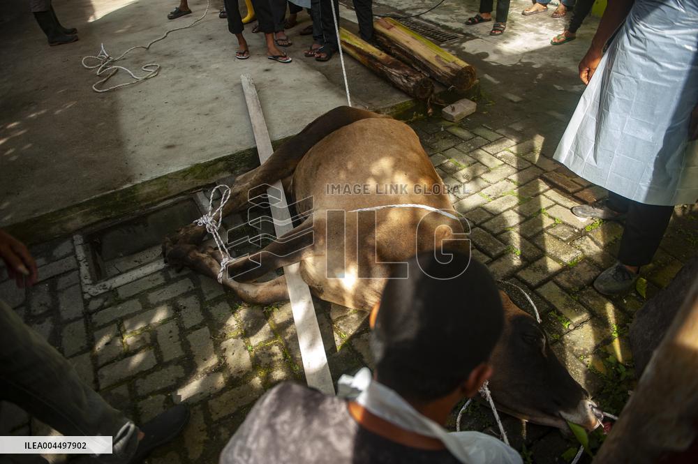 Sacrifices During Eid al-Adha Celebrations in Medan
