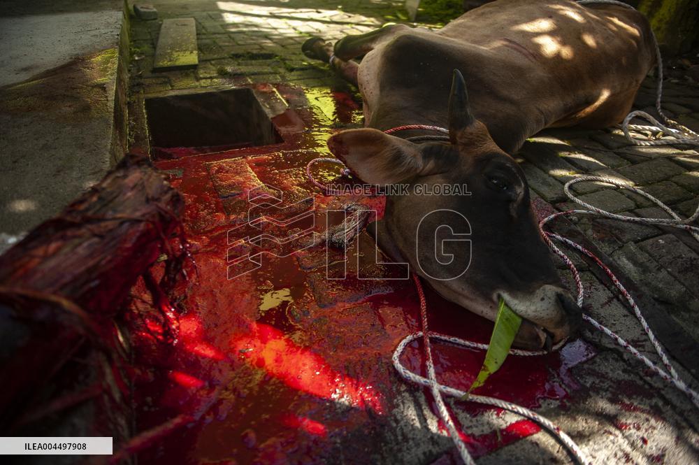 Sacrifices During Eid al-Adha Celebrations in Medan