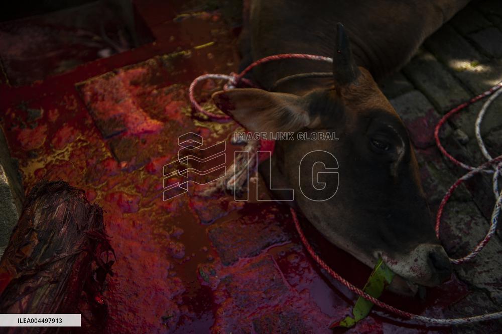 Sacrifices During Eid al-Adha Celebrations in Medan