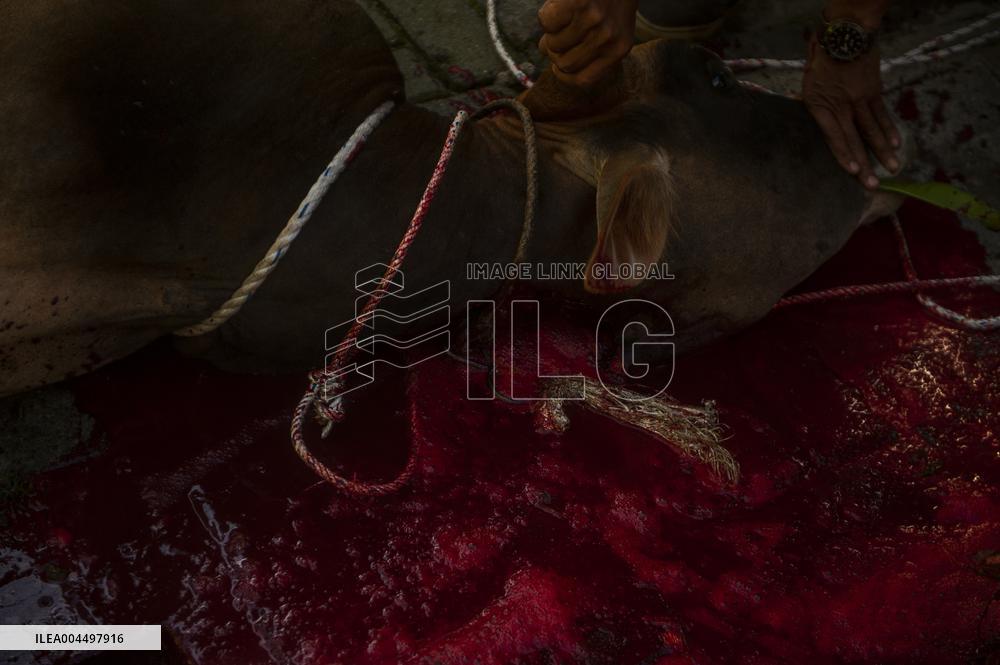 Sacrifices During Eid al-Adha Celebrations in Medan