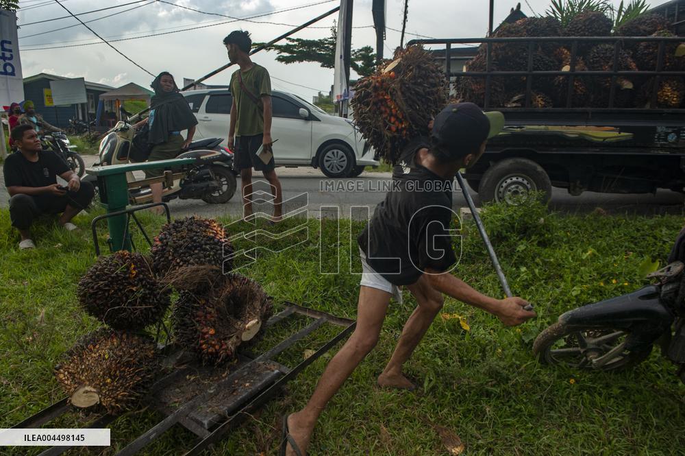 Palm Oil Fruits Illustrations - Indonesia
