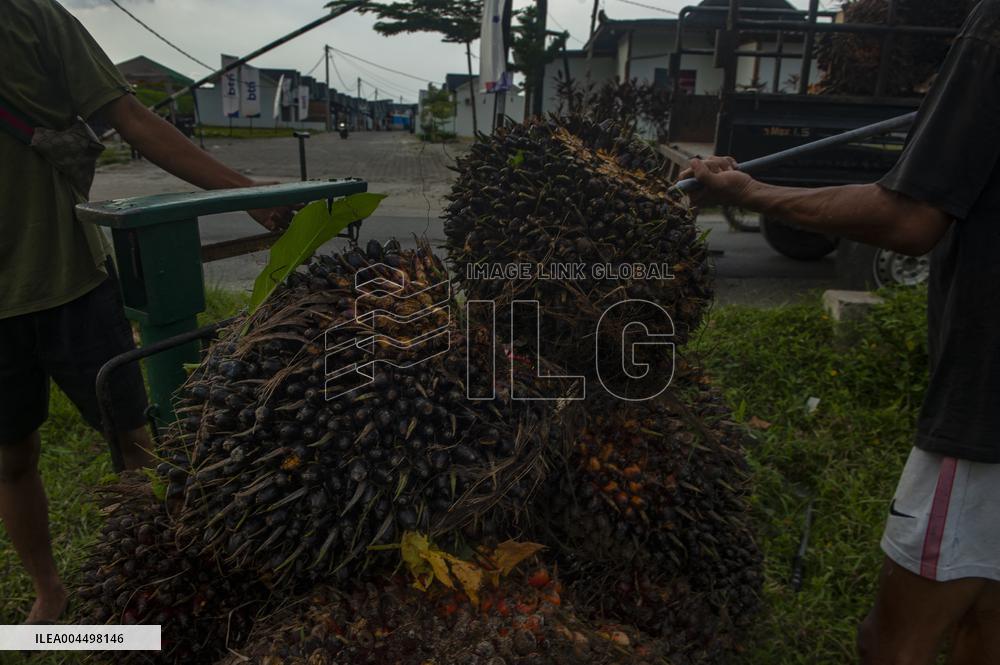 Palm Oil Fruits Illustrations - Indonesia