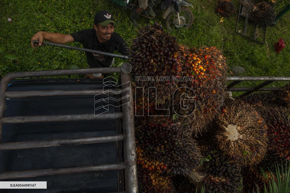 Palm Oil Fruits Illustrations - Indonesia