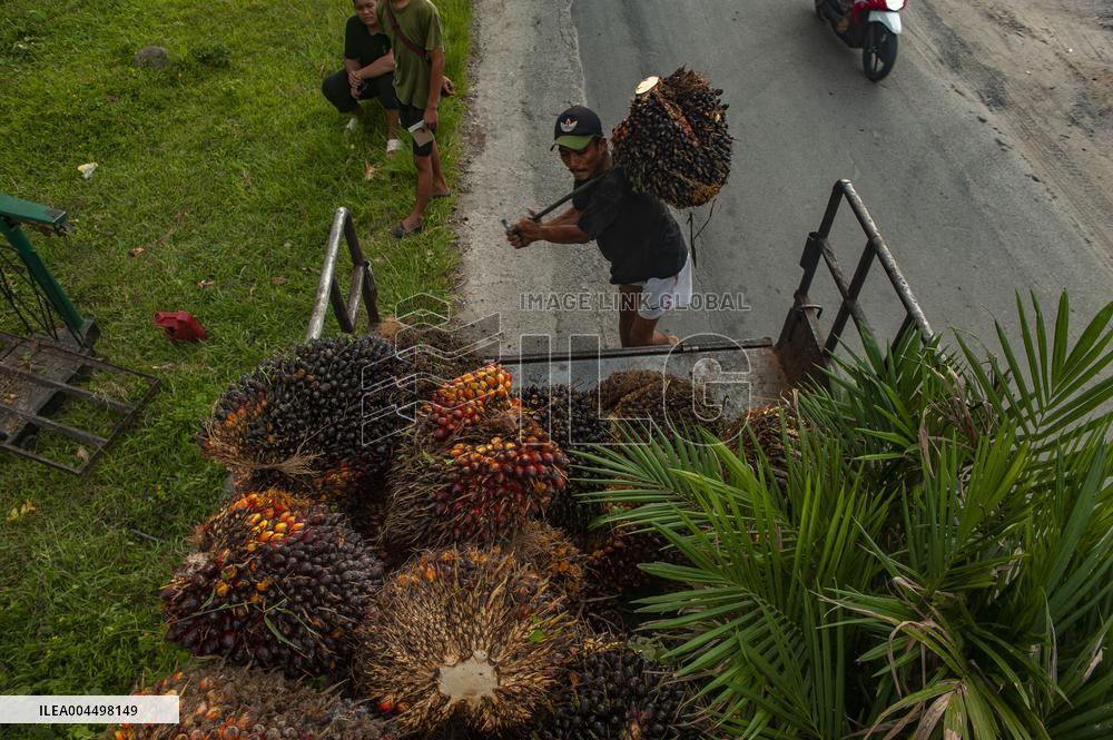 Palm Oil Fruits Illustrations - Indonesia