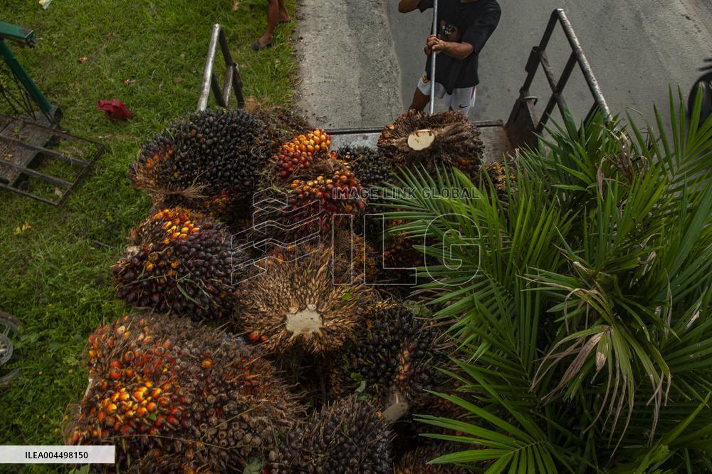 Palm Oil Fruits Illustrations - Indonesia