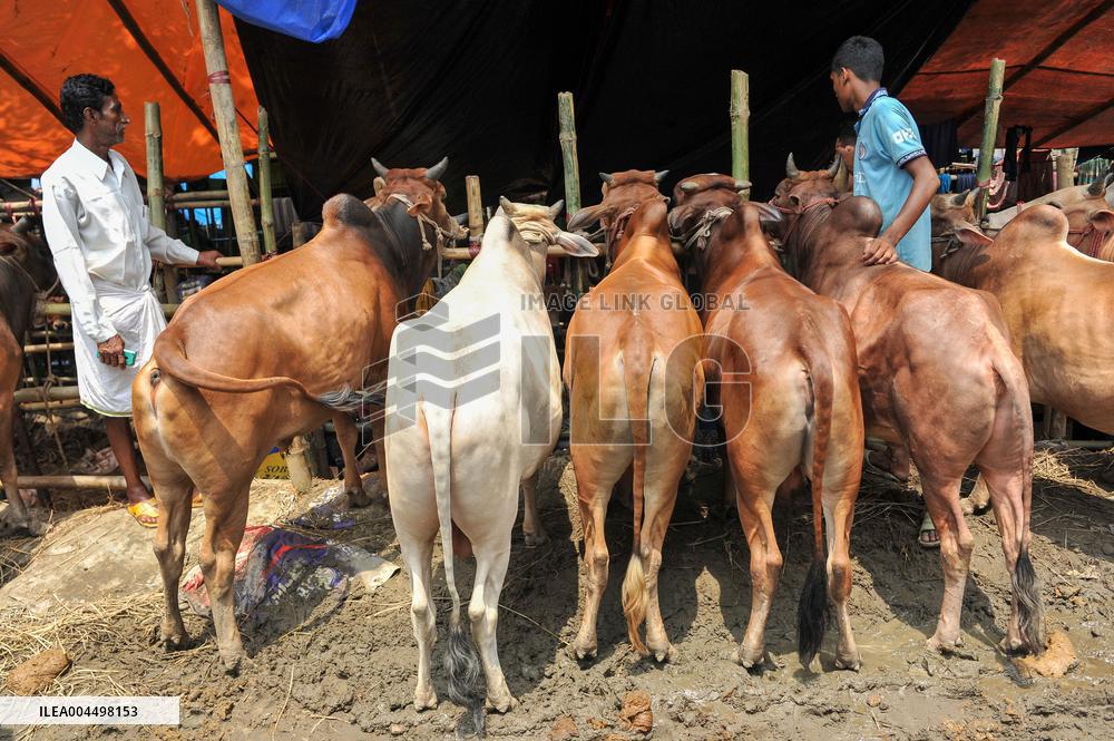 Bangladeshi Eid al-Adha Festival Preparations