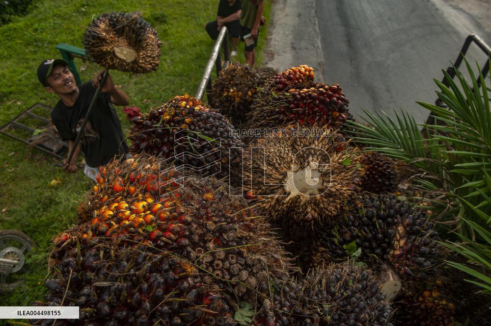 Palm Oil Fruits Illustrations - Indonesia