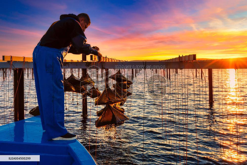 Illustration of the Town of Sete