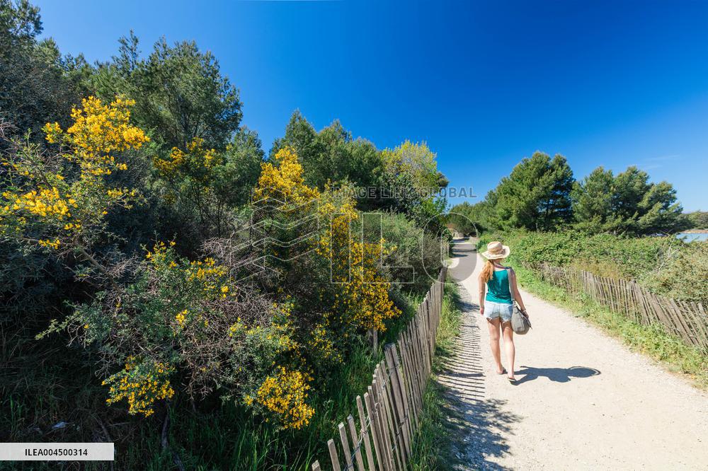 Illustration - Summer Activities