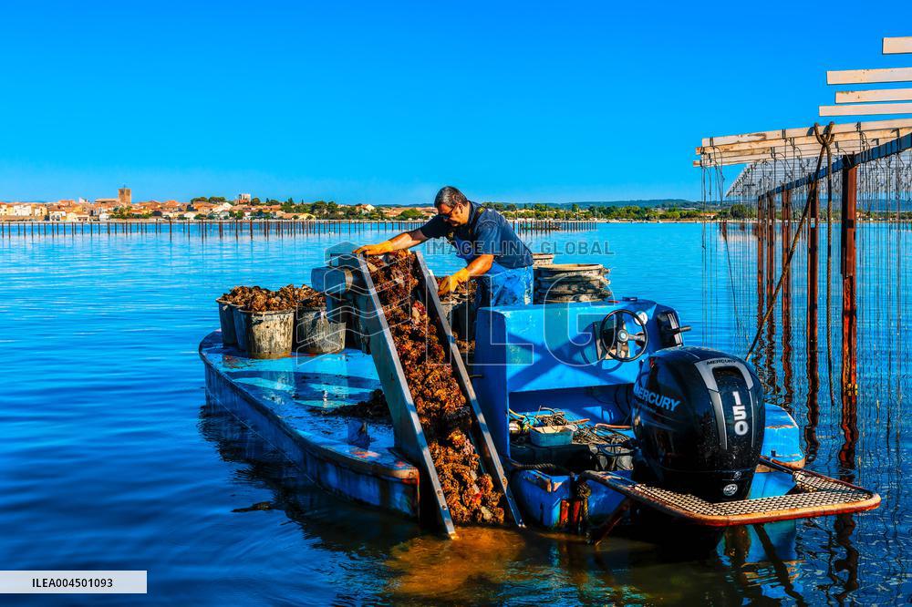 Illustration of the Town of Sete