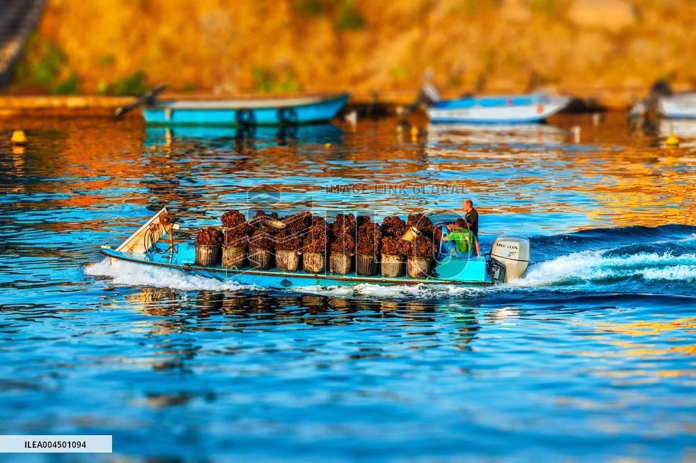 Illustration of the Town of Sete