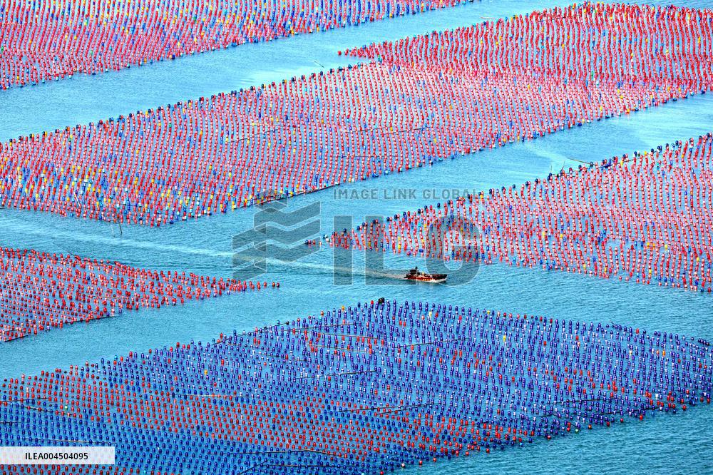 Oyster Farming in Ningde