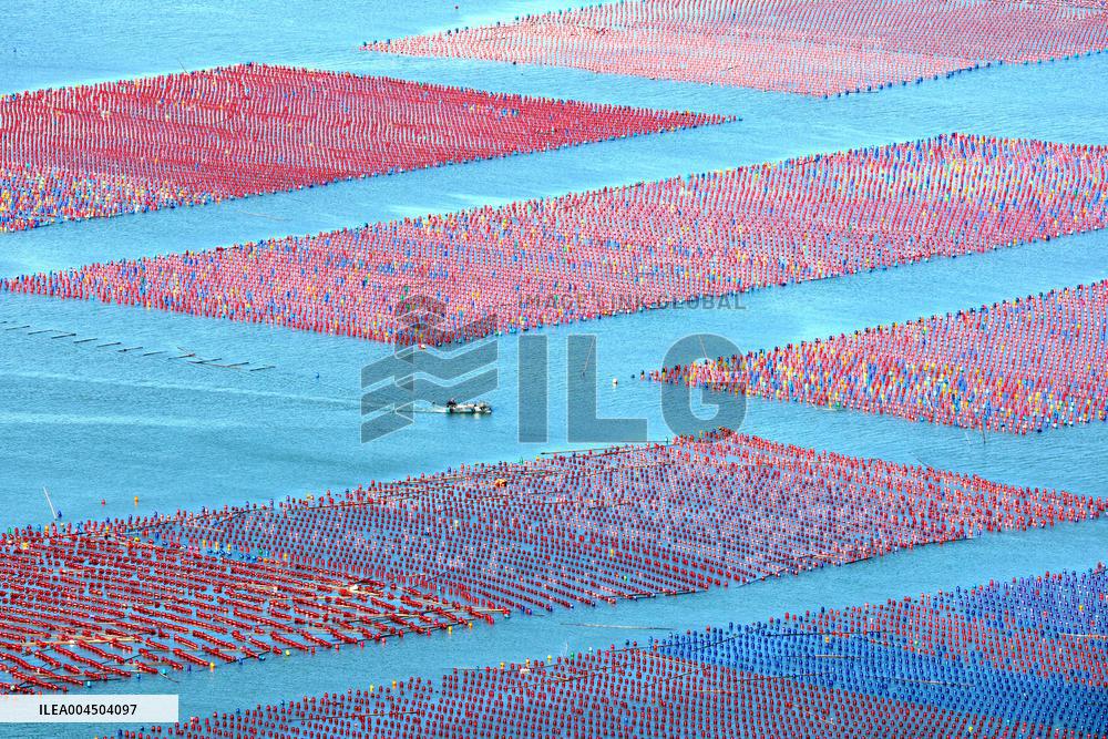 Oyster Farming in Ningde