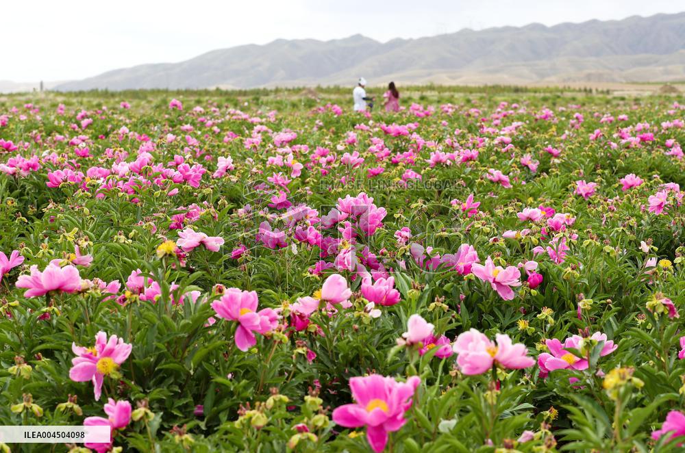 Ecological Construction in Western China