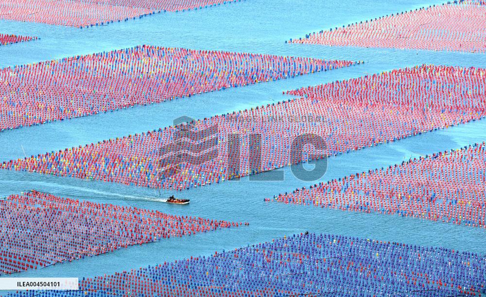 Oyster Farming in Ningde