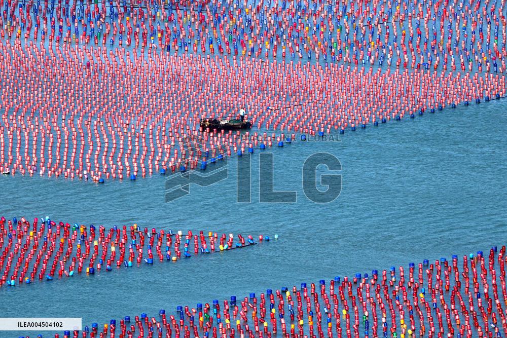 Oyster Farming in Ningde