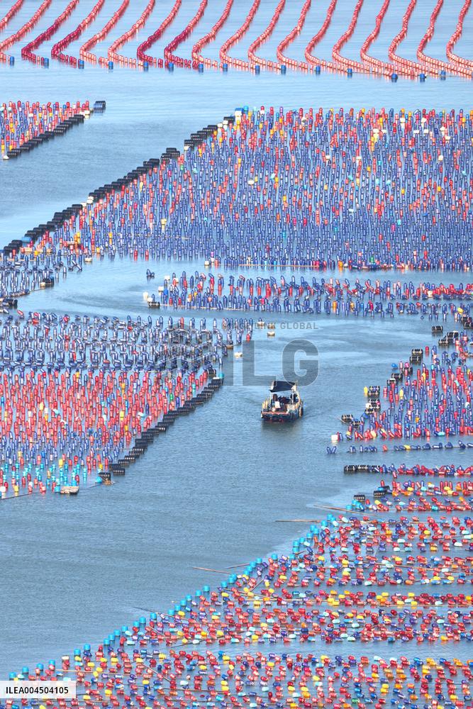Oyster Farming in Ningde