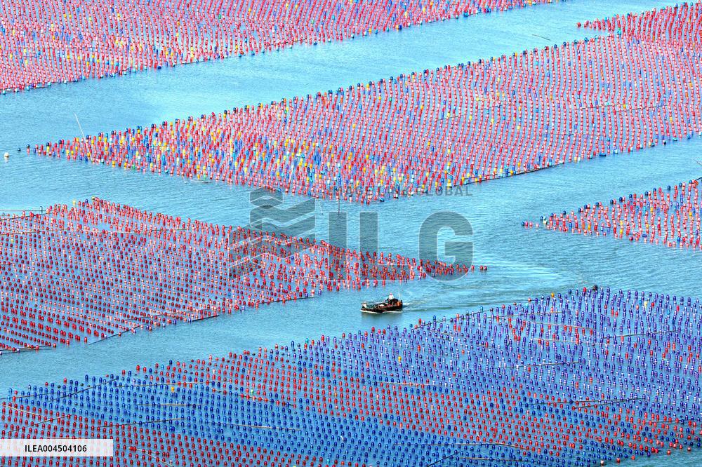Oyster Farming in Ningde