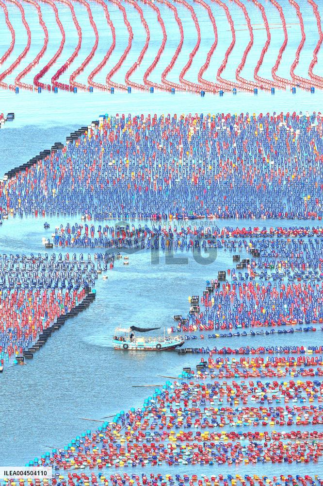 Oyster Farming in Ningde