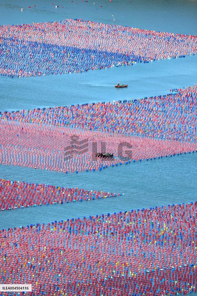 Oyster Farming in Ningde