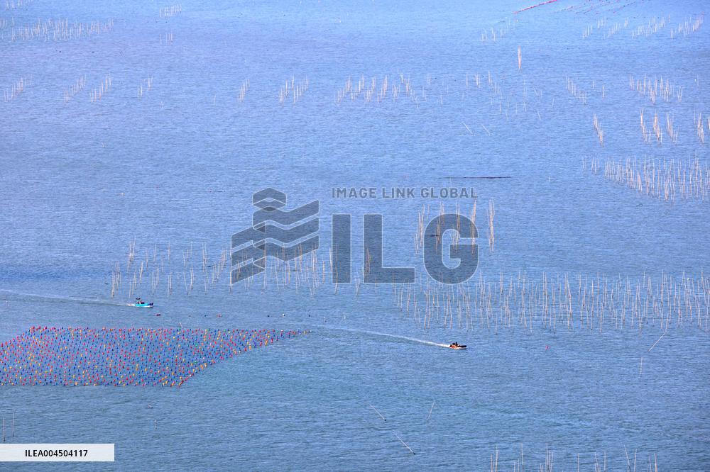 Oyster Farming in Ningde