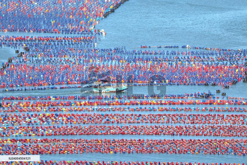 Oyster Farming in Ningde