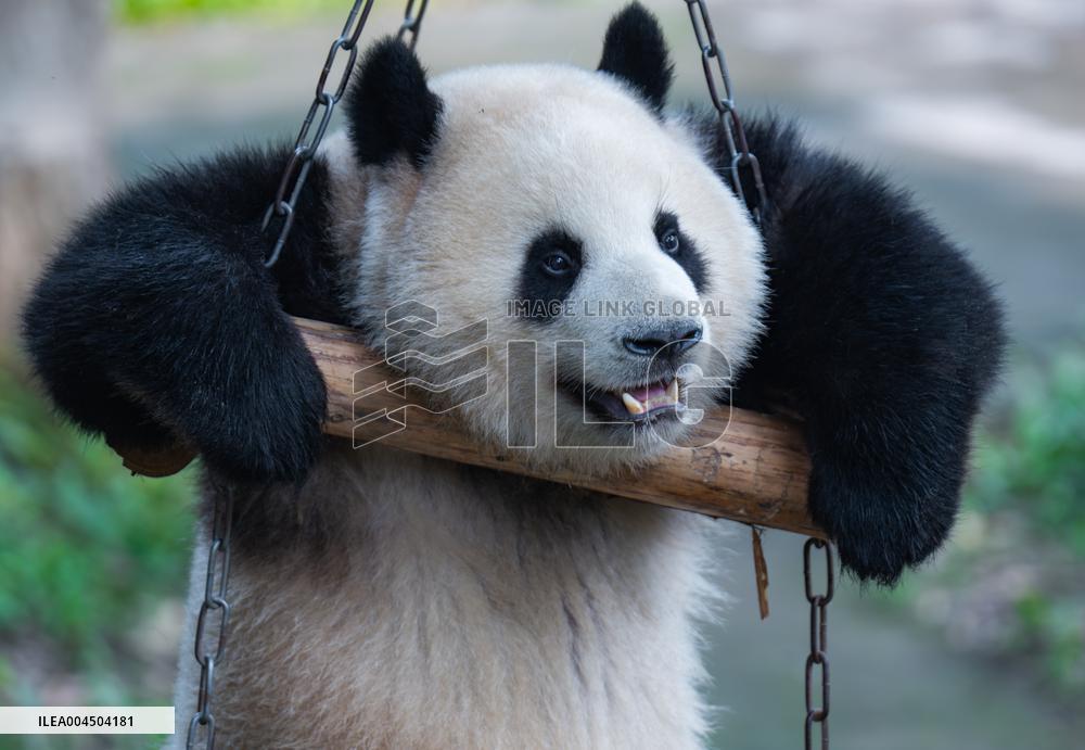 Chongqing Zoo Giant Pandas
