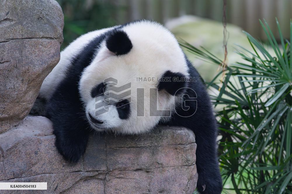 Chongqing Zoo Giant Pandas
