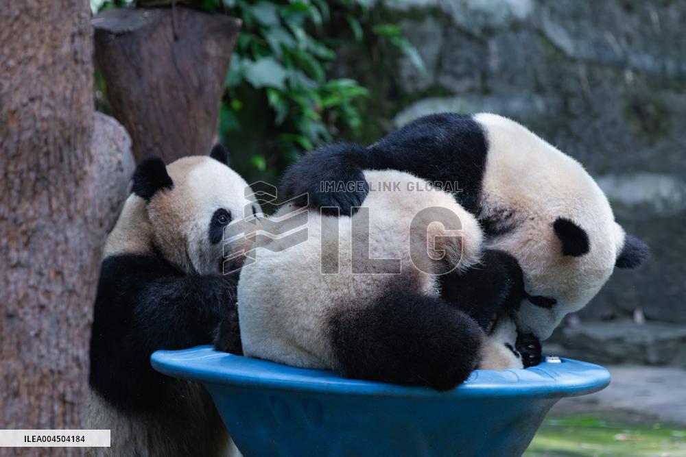 Chongqing Zoo Giant Pandas