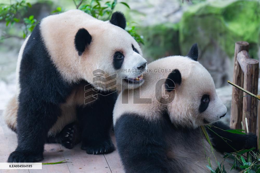Chongqing Zoo Giant Pandas