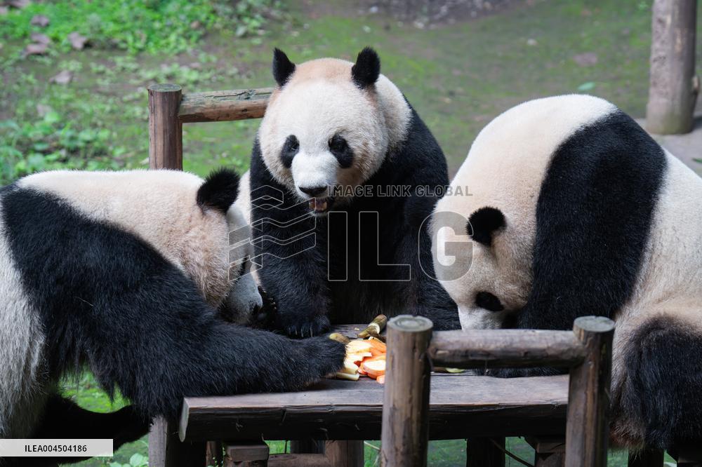 Chongqing Zoo Giant Pandas