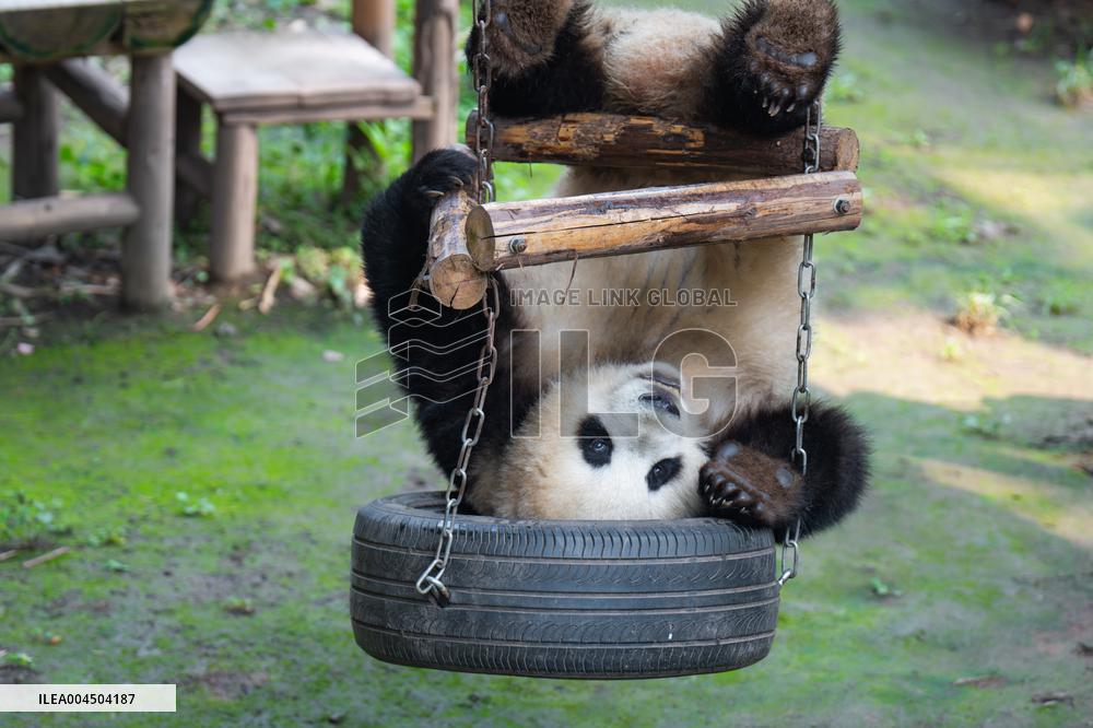 Chongqing Zoo Giant Pandas
