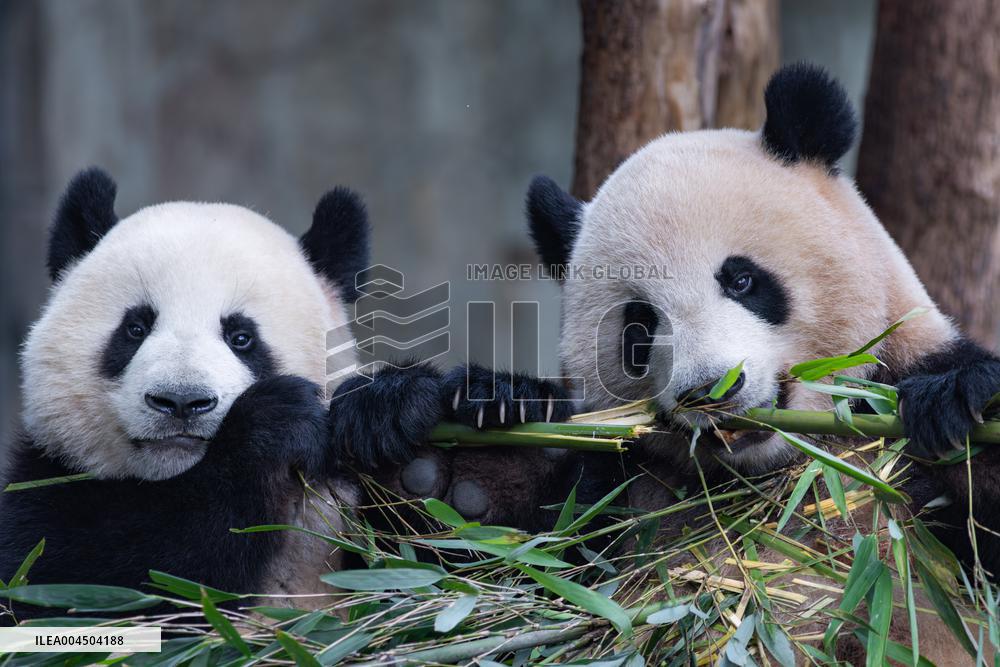 Chongqing Zoo Giant Pandas