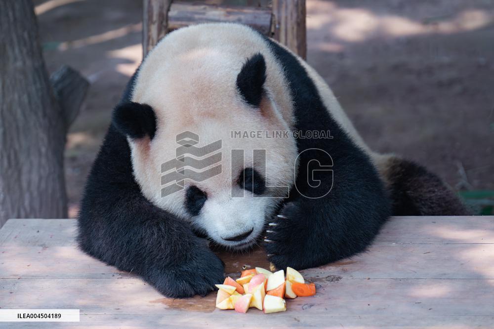 Chongqing Zoo Giant Pandas