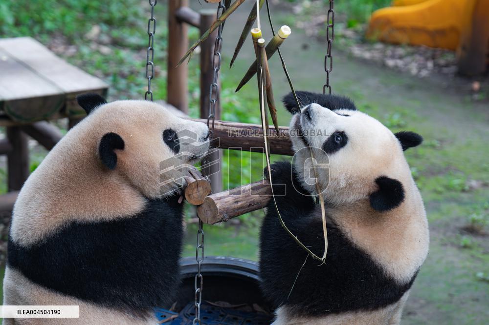 Chongqing Zoo Giant Pandas